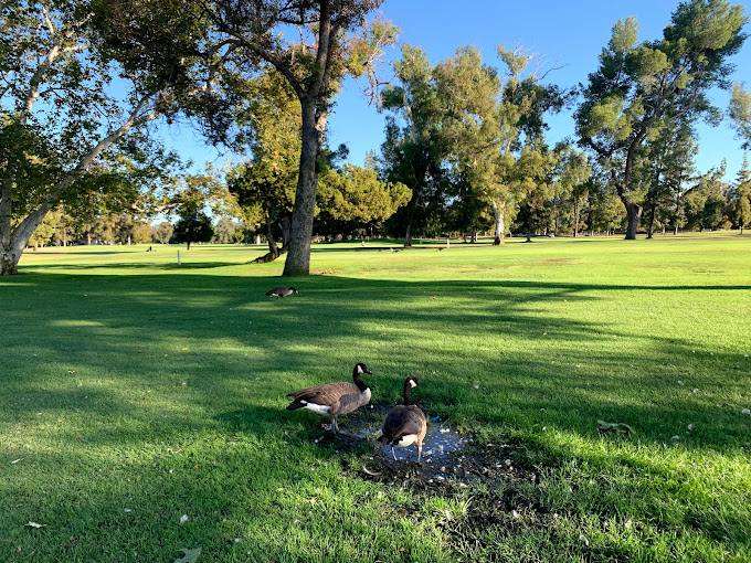 Discovering Ayumi Hori Golf: Excellence in Golf Instruction in Encino, CA